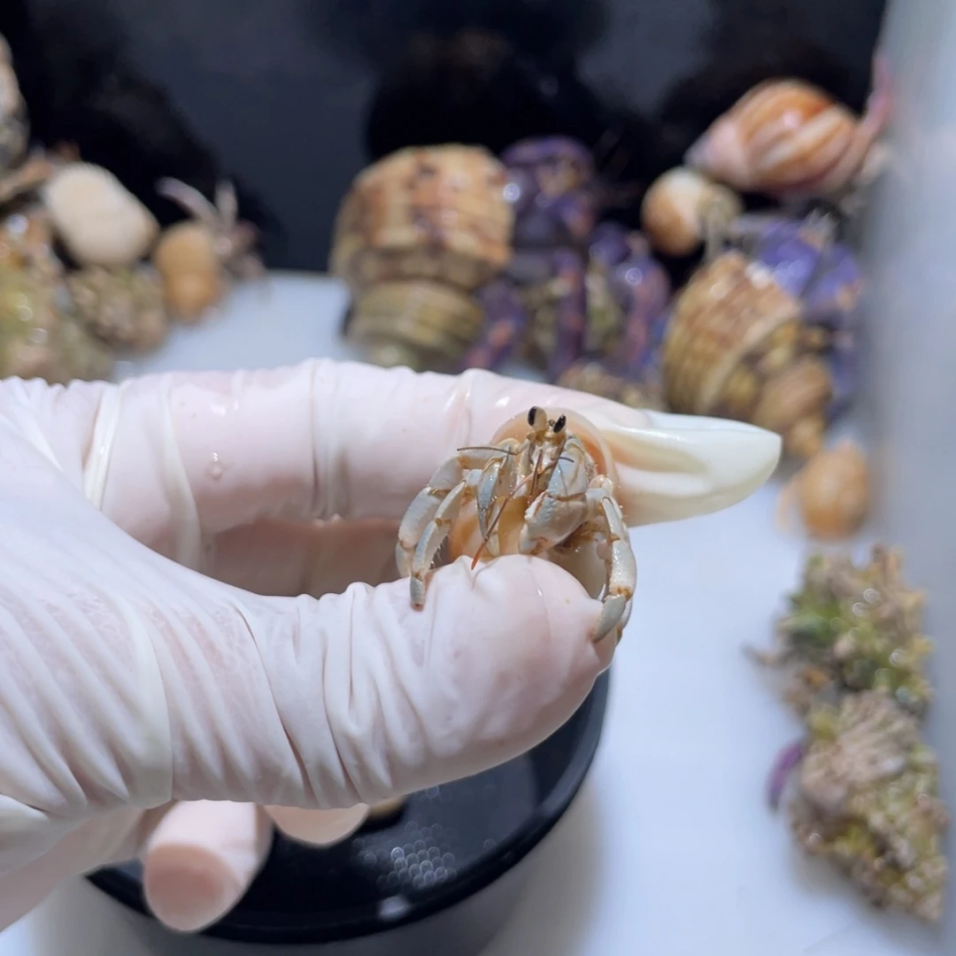 K20 孙宝专拍紫陆磨尖福利了冰蓝色