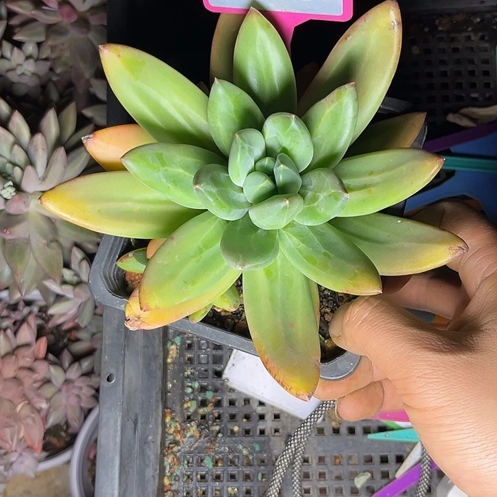 多肉植物海洋之歌309
