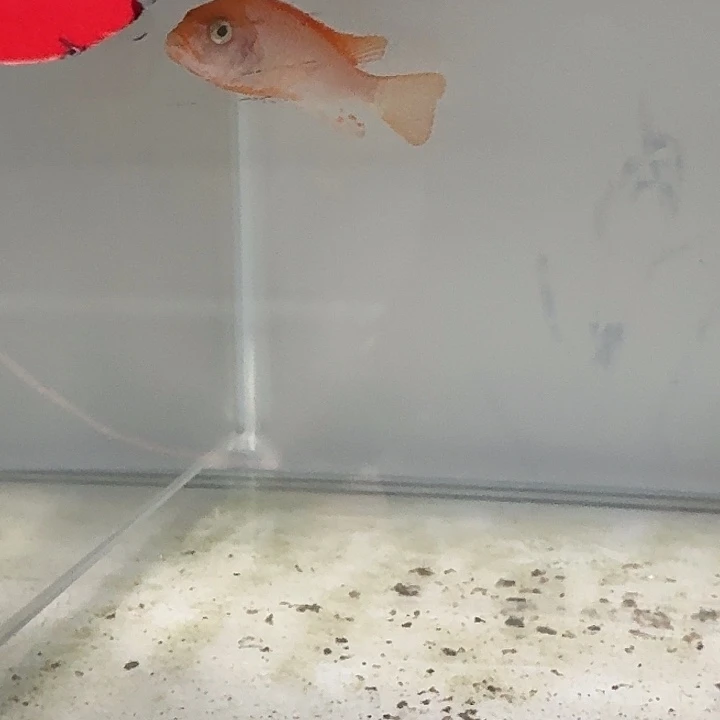 海水鱼222号太阳花红鸡