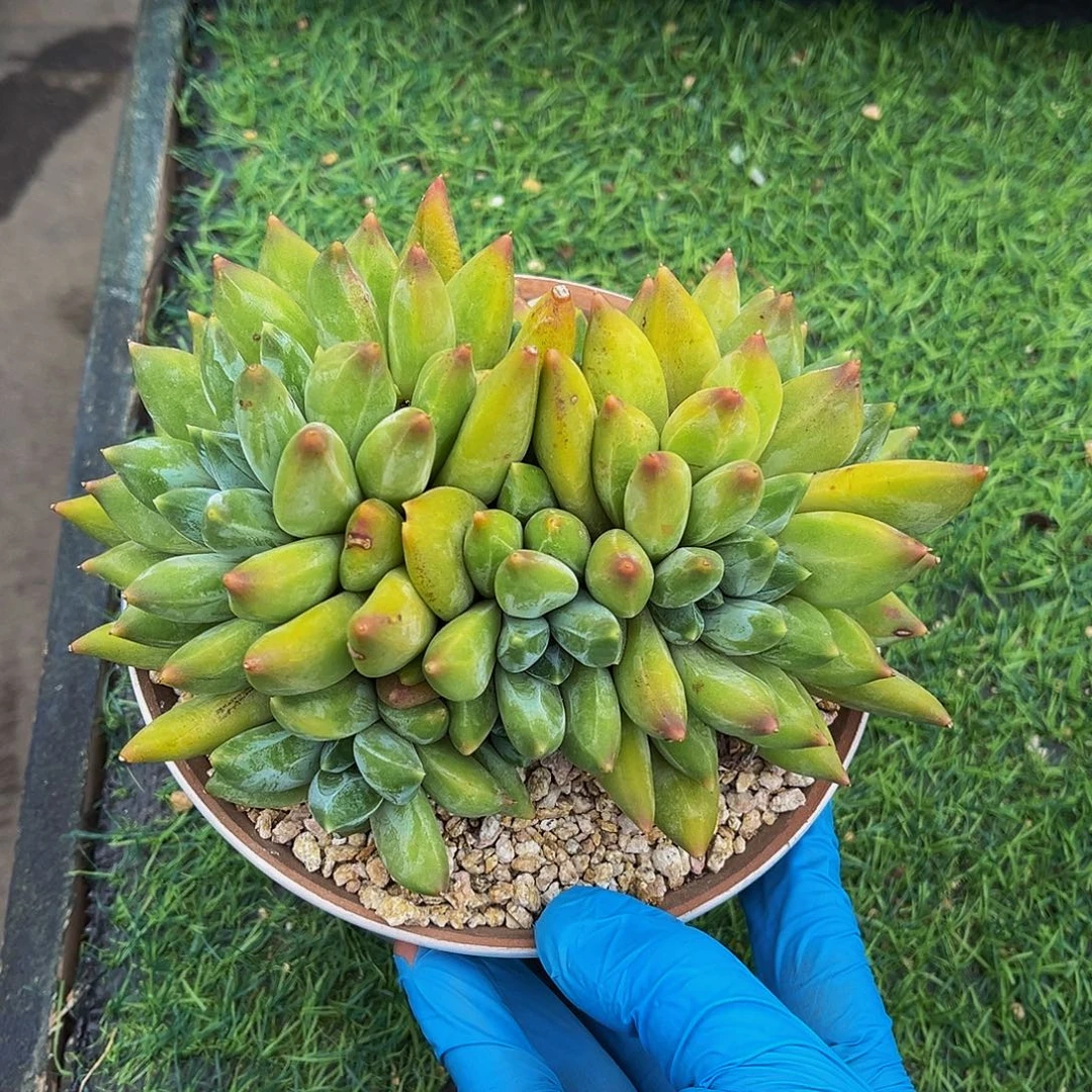 重楼缀化一物一拍