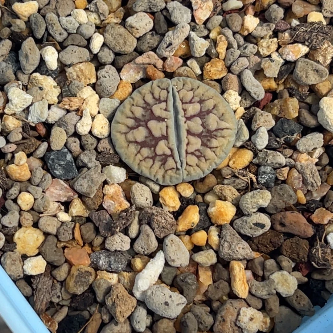 7230红纹线招福一颗