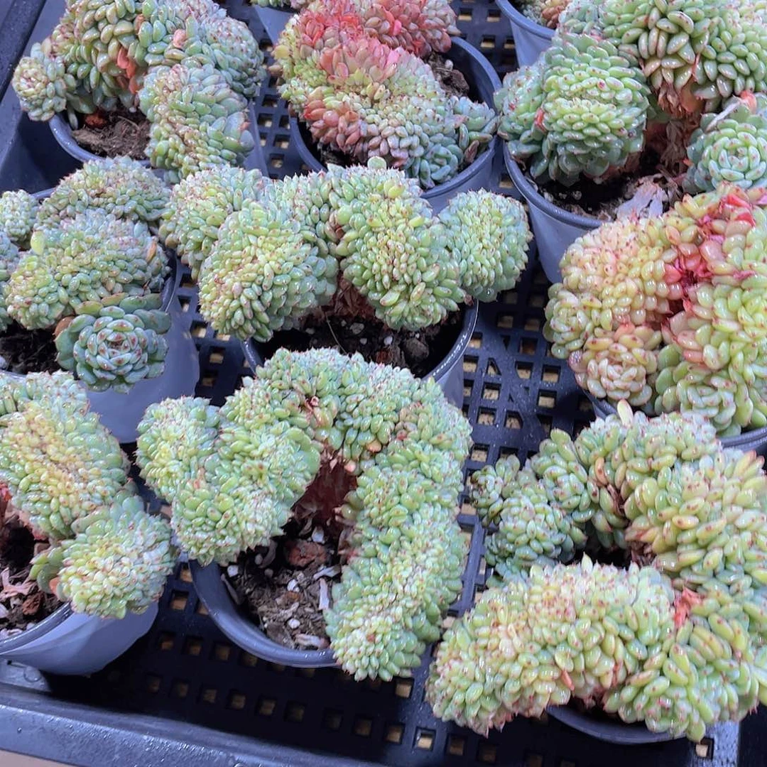 量拍64号 白胖子缀化一个