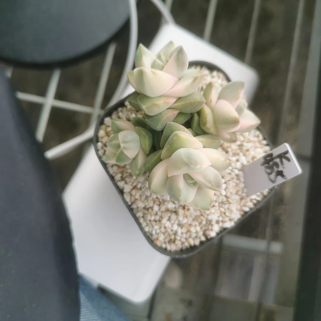 纪之川锦k485多肉植物