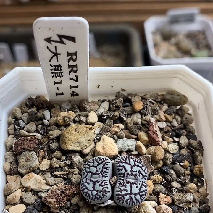 大熊种源RR714墨双头