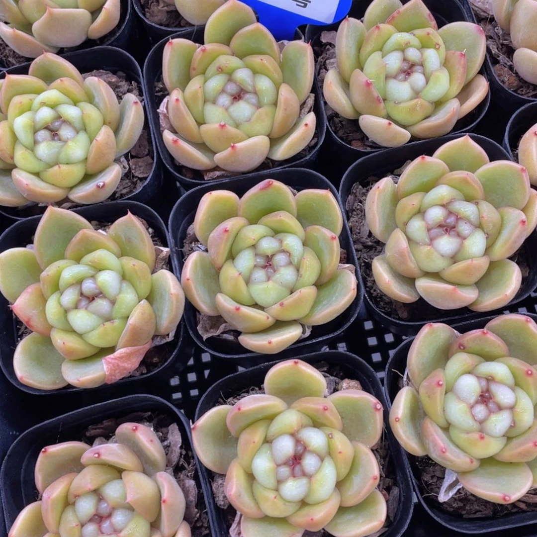 179号 珍妮皮埃拉单头一个