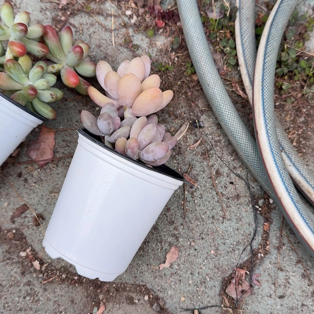 *****海里美人多肉植物