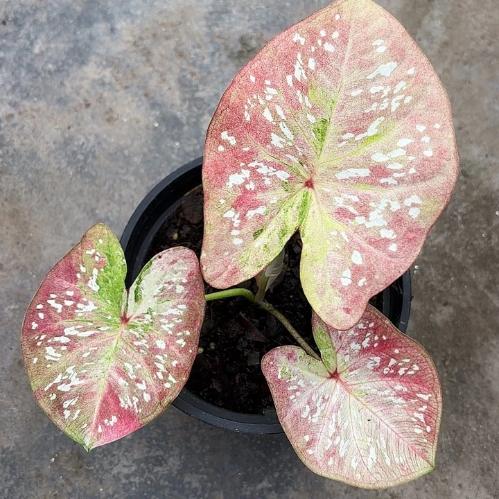 14-1225super star广东现货