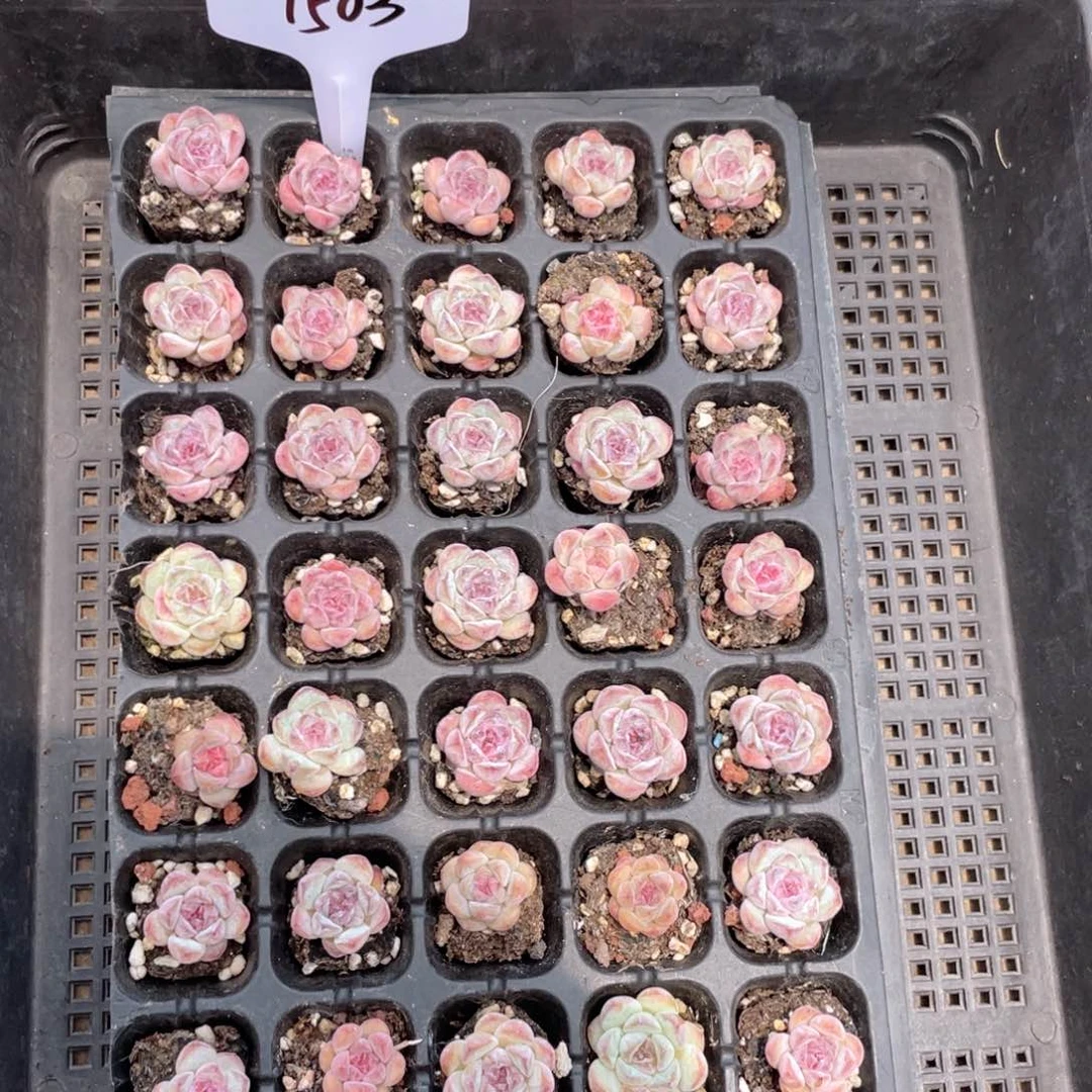 薇薇安园艺多肉1503