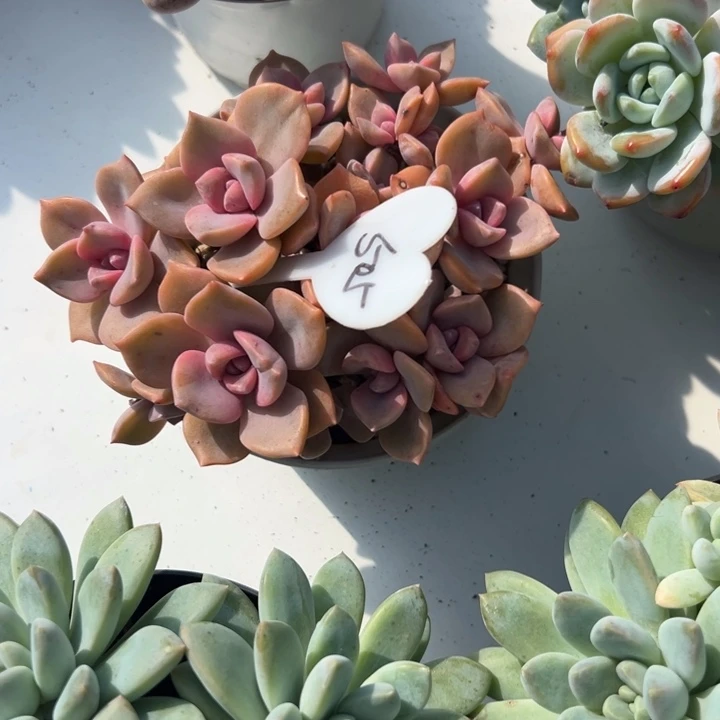 么***龙多肉植物一物一拍