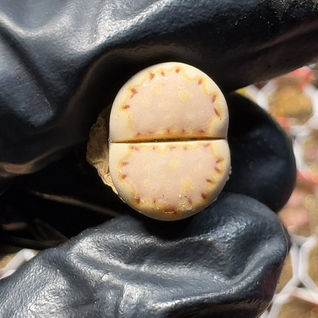 独****身生石花等111111。  110