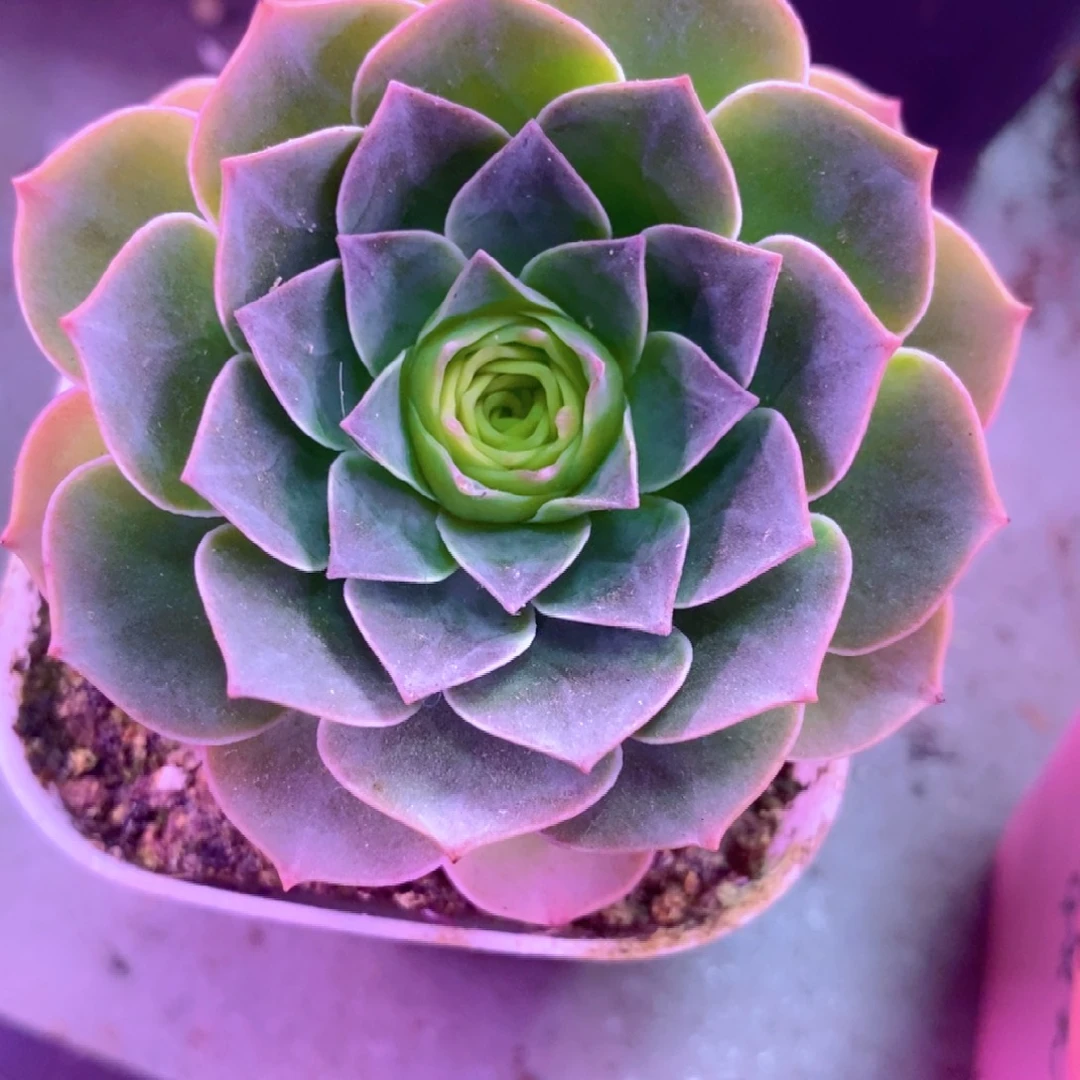 山地玫瑰一物一拍B7孤品捡漏