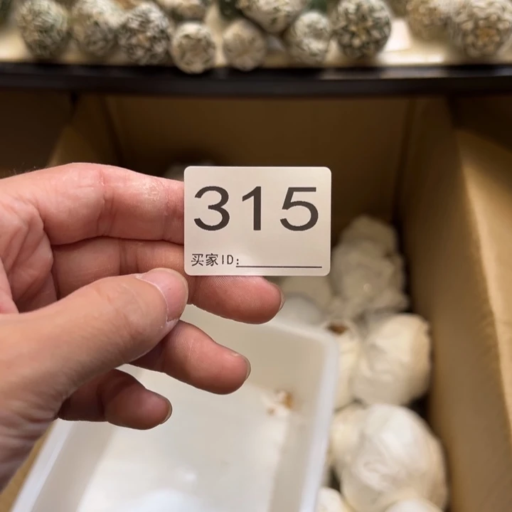 先***覺兜星球仙人球315号