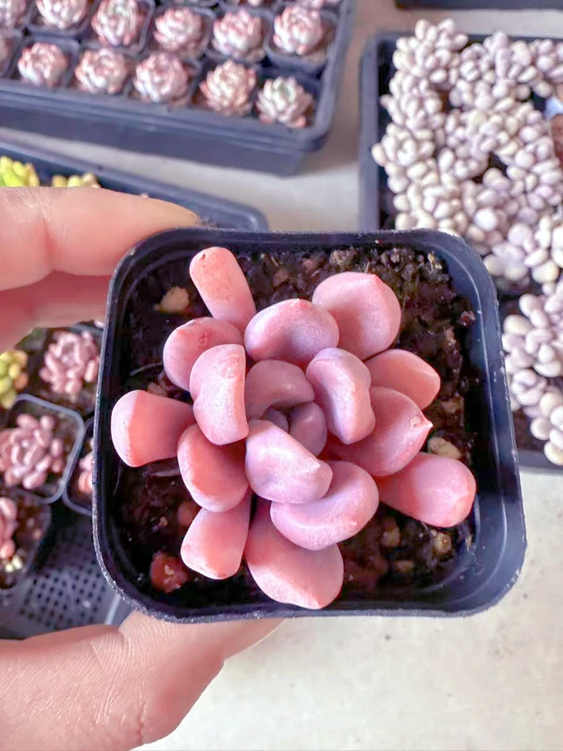 精控丘比特多肉植物 （满9.9元包邮发货）