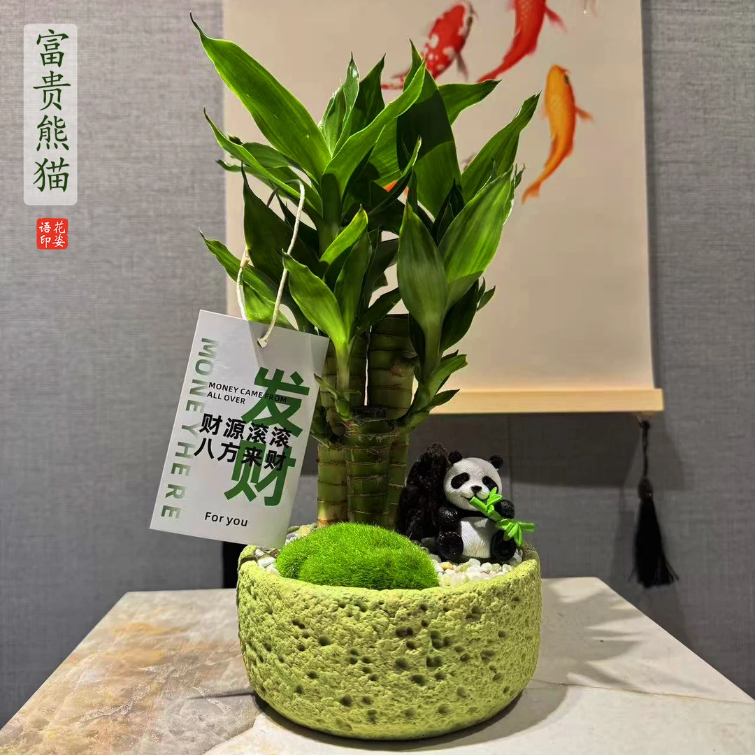 富贵竹莲花竹小盆栽办公室桌面招财旺宅四季常青好养活室内绿植