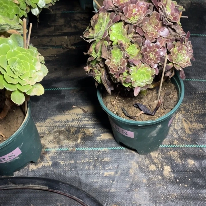 56多肉多肉多肉植物多肉