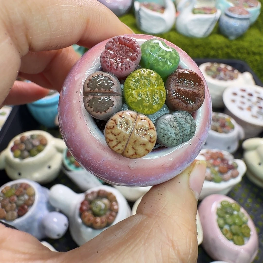 多肉植物福利冲776