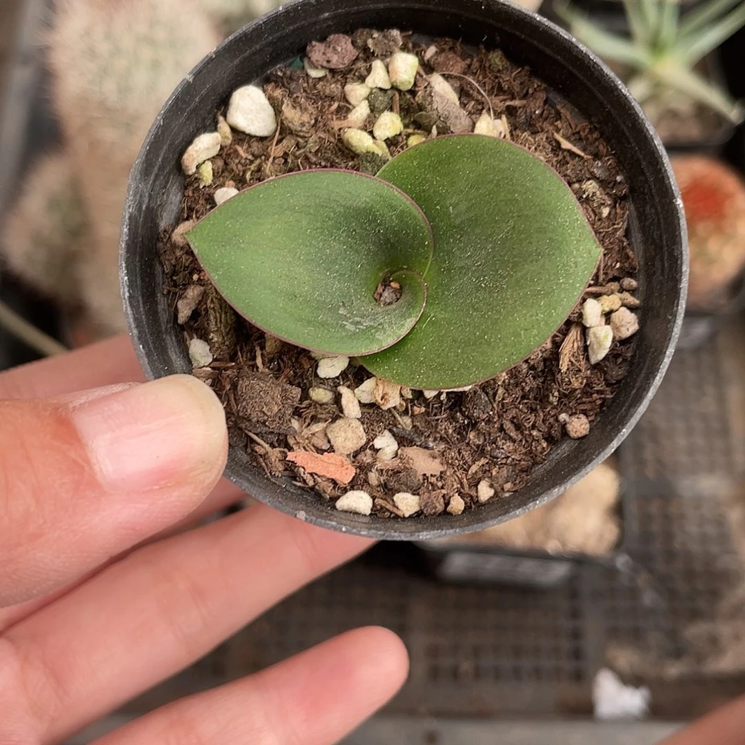 987艳镜（满18元包邮）