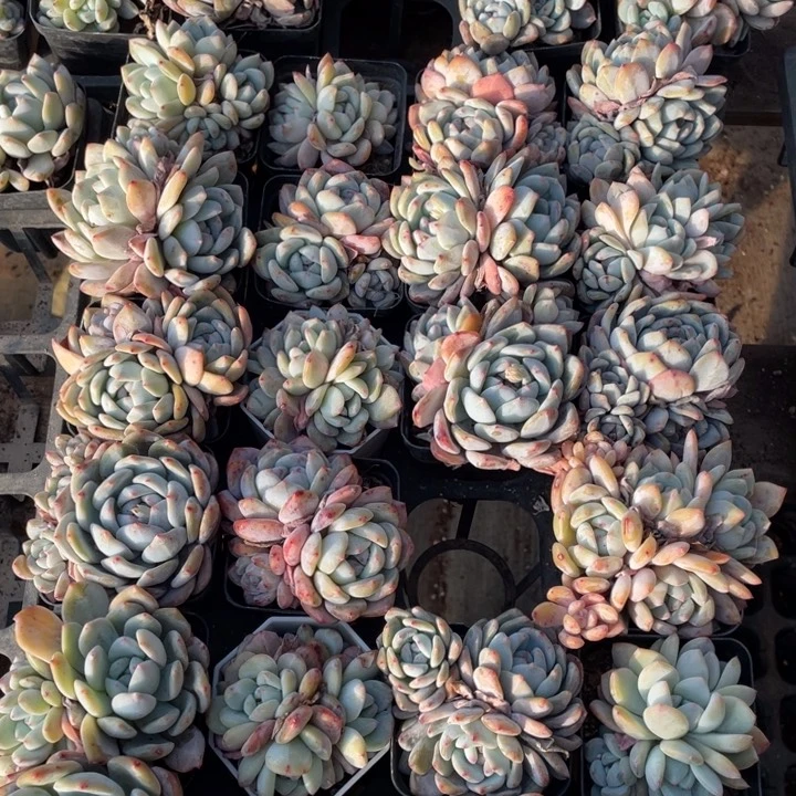 7方盆橙梦露12颗带盆土不包整新疆西藏不发