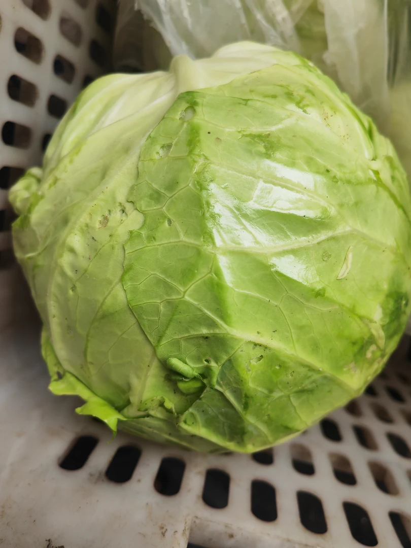 顺丰包邮东北农家自种新鲜包菜当季食材