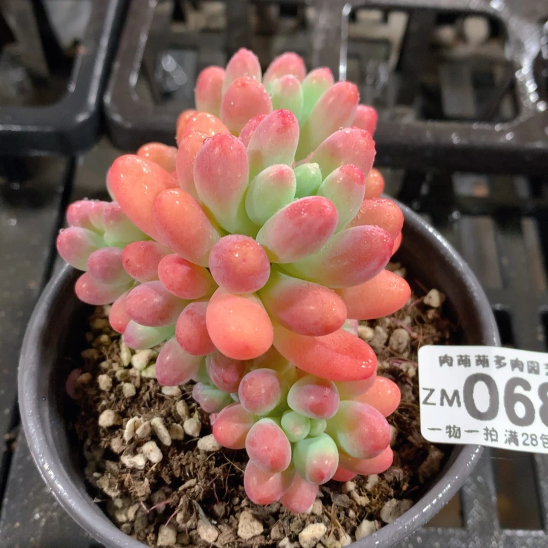 肉萌萌拇指盆精控多肉ZM068
