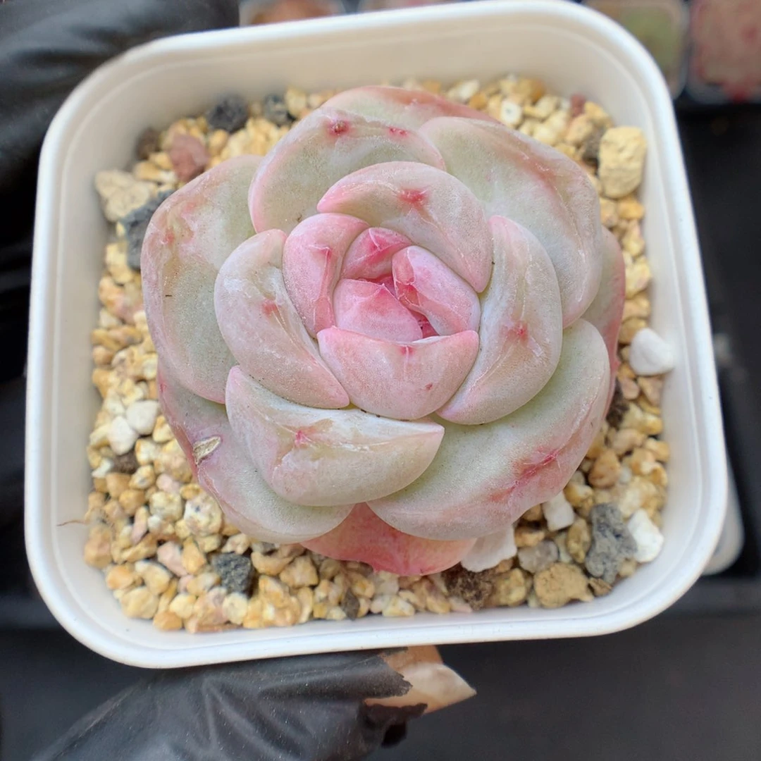 多肉植物。 糖心54