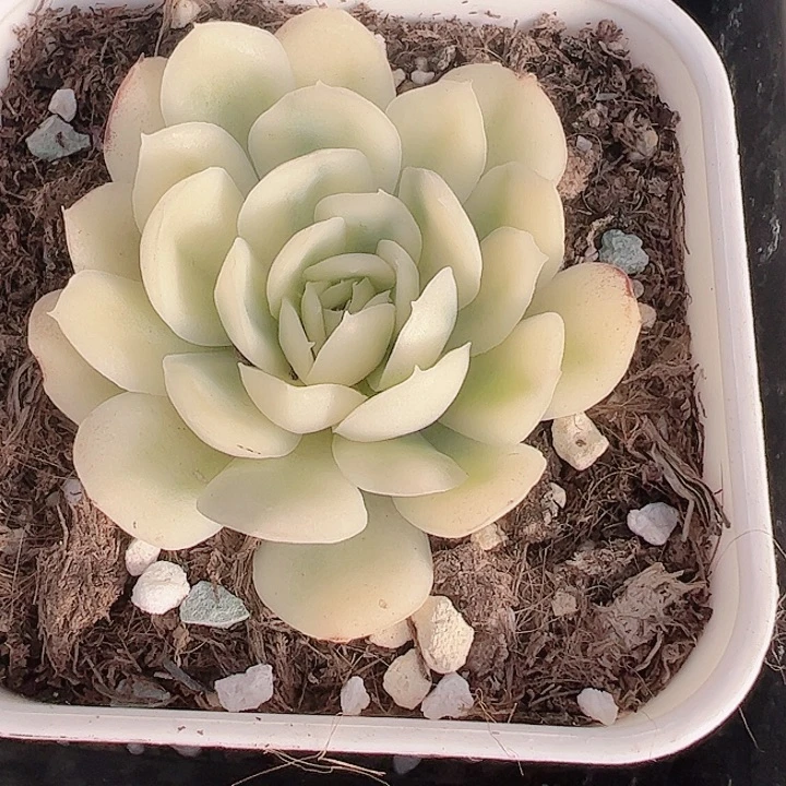 䒕***?多肉植物多肉植物