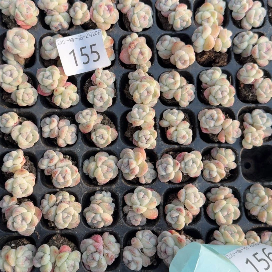 155 号到手6颗江北多肉