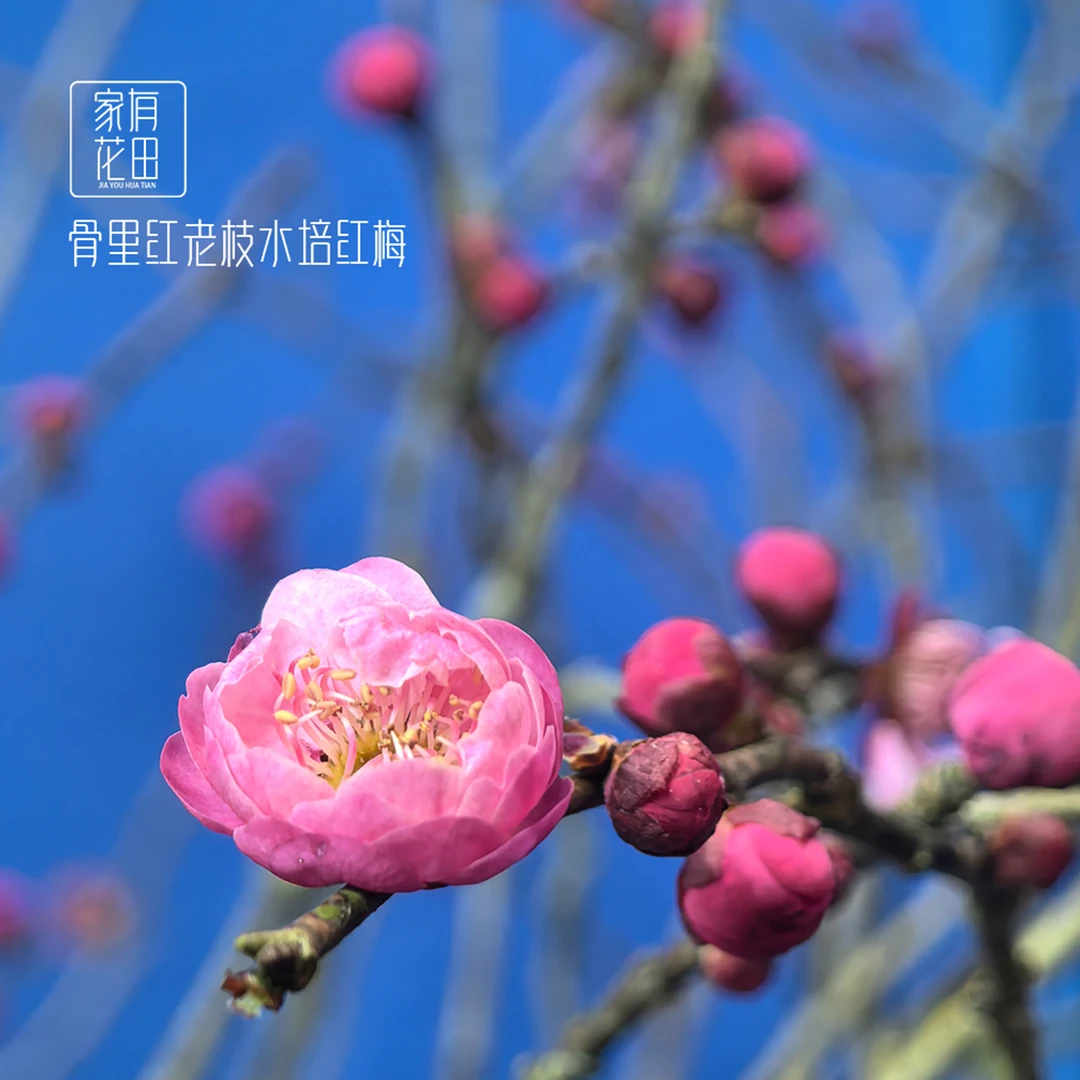【骨里红梅花】梅花桌面绿植室内枝条创意家摆