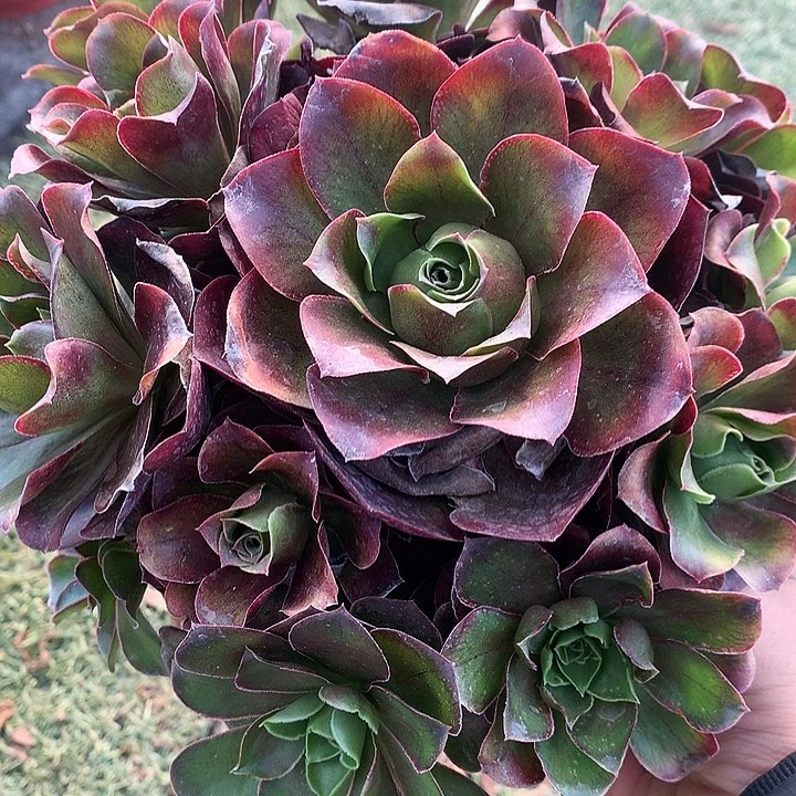 281魅金多肉植物