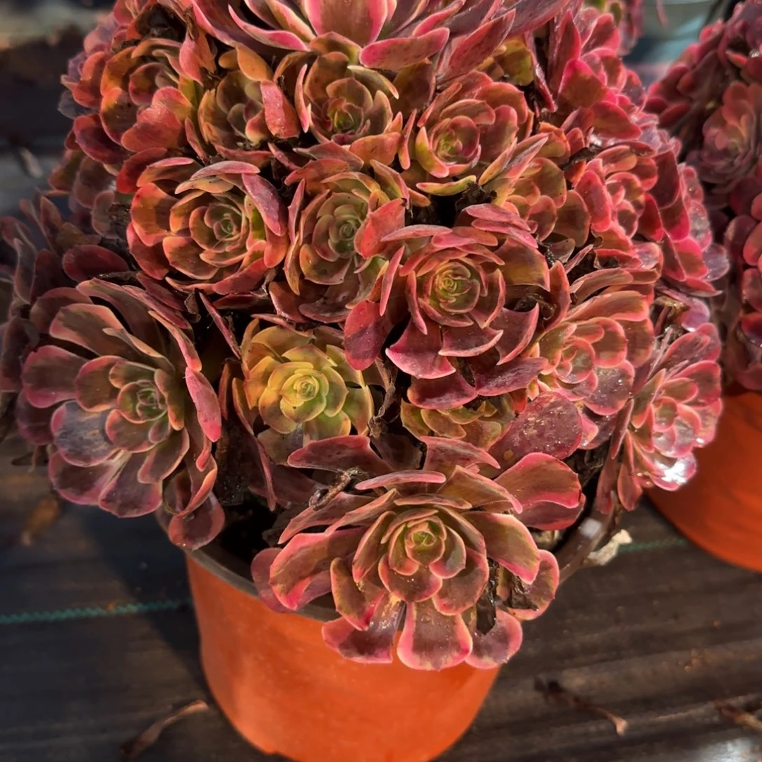 西***、8841多肉爱神多肉