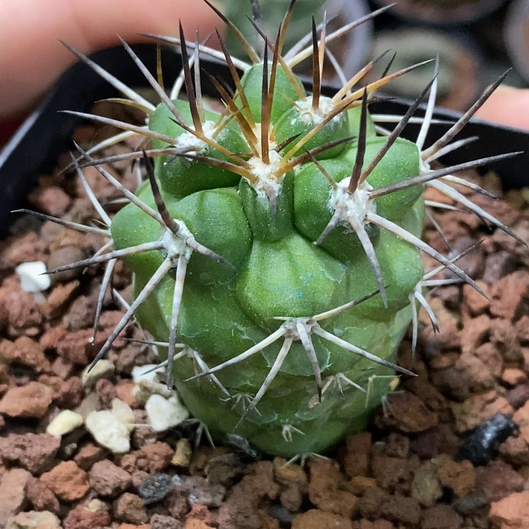 孤品实生特选株强刺阎罗玉4cm