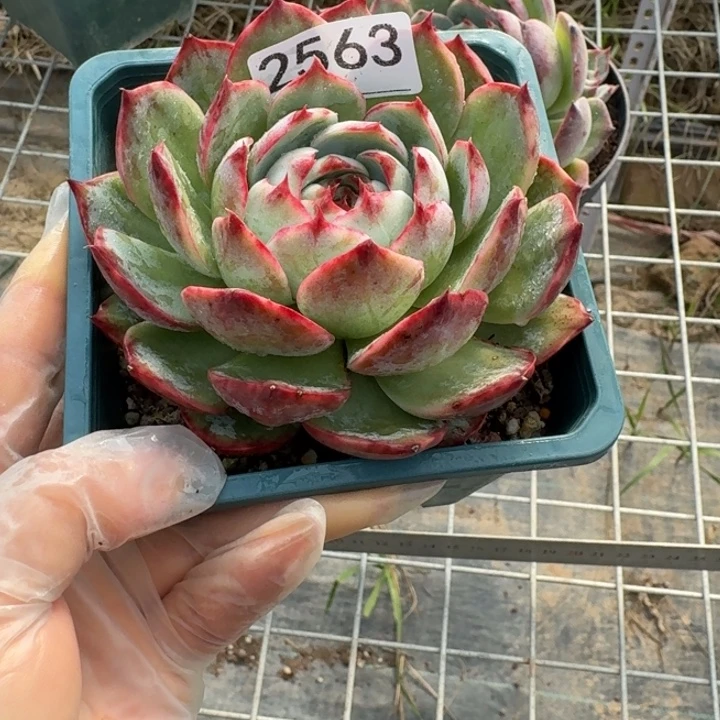 惊鸿仙子 2563.........