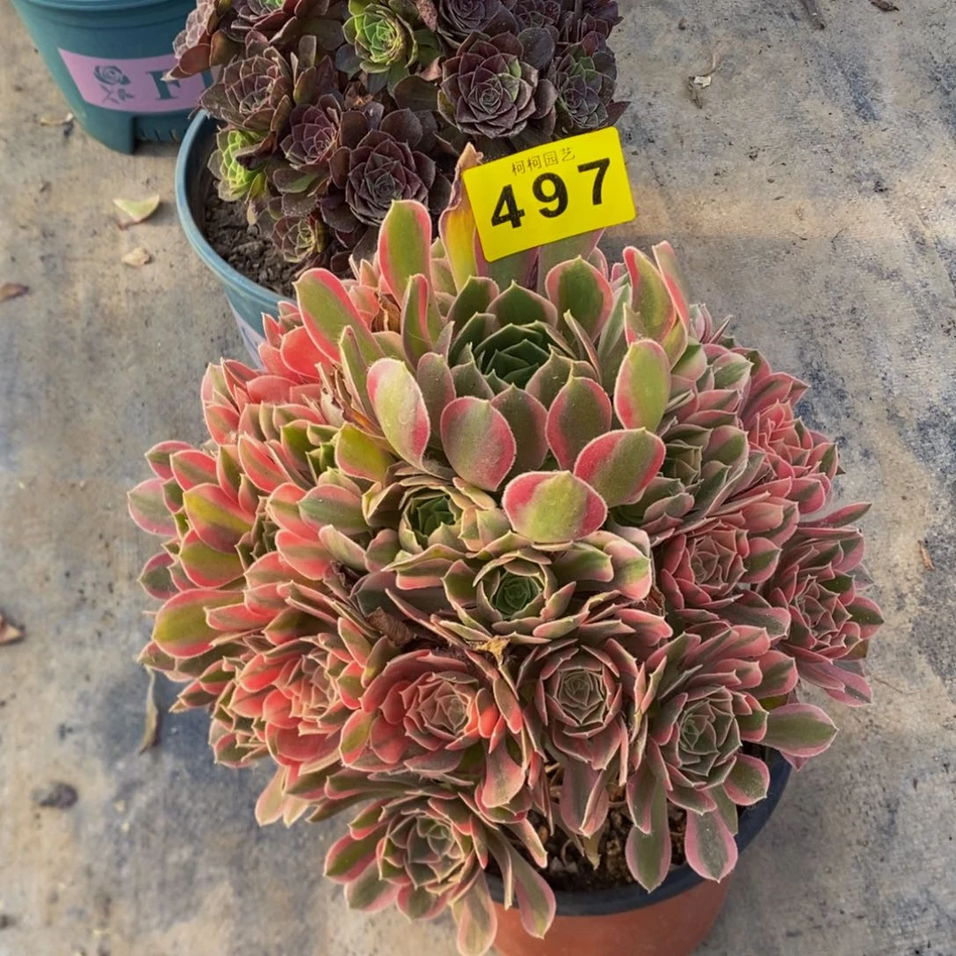 休***钓多肉粉女巫4970000