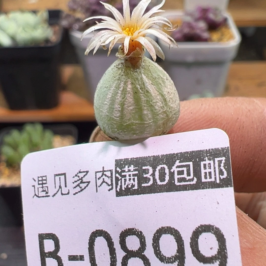 多肉植物111111111111