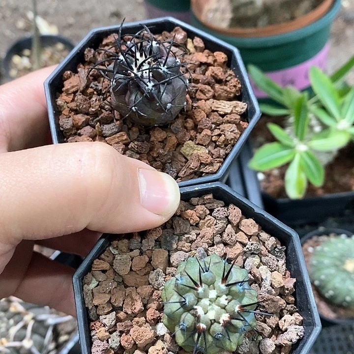 龟*人孤品实生栗星玉+黑士冠