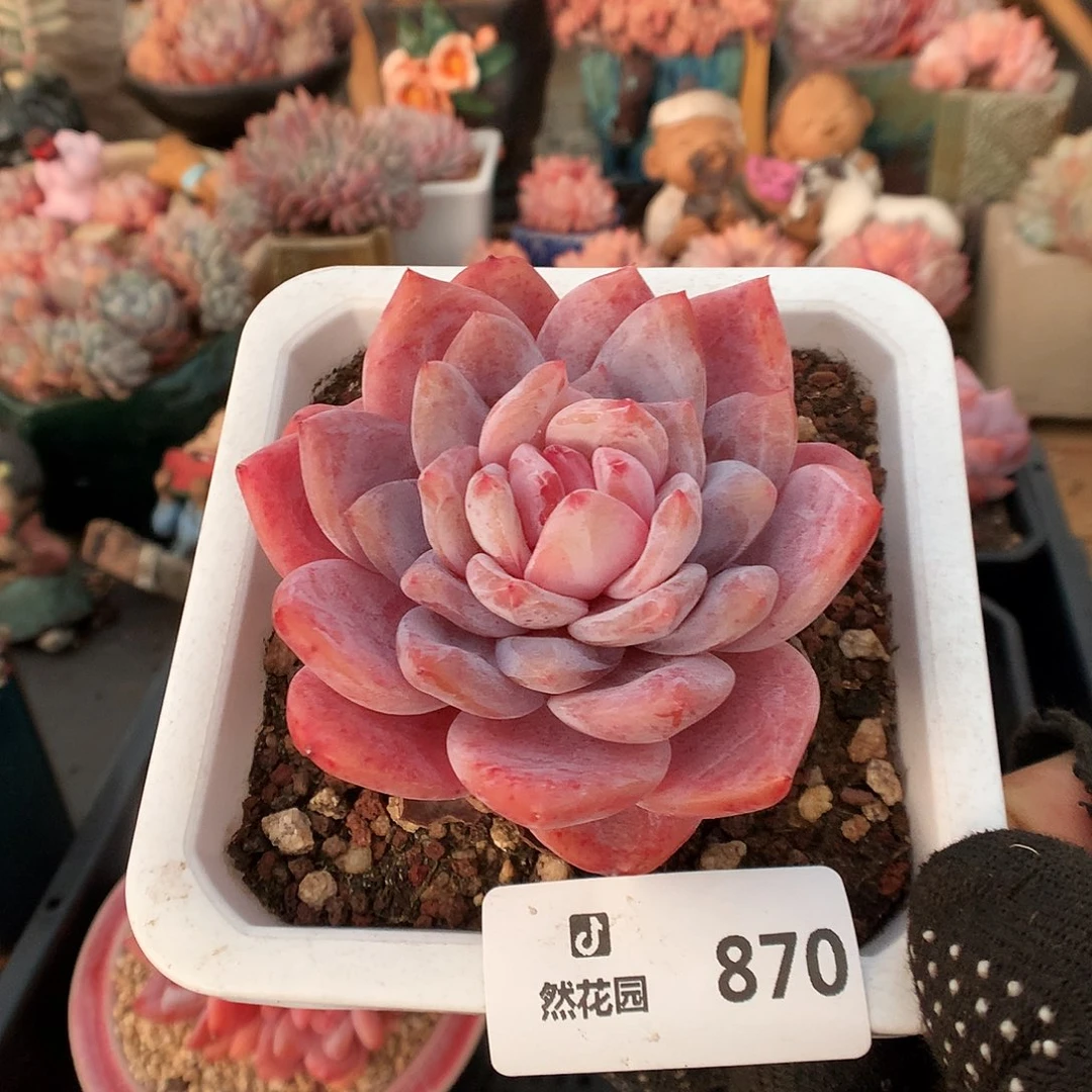 870星星橙多肉植物6666