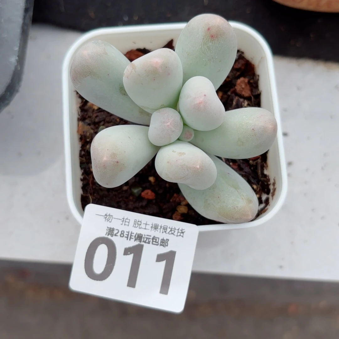 米可奶单头无盆土发货