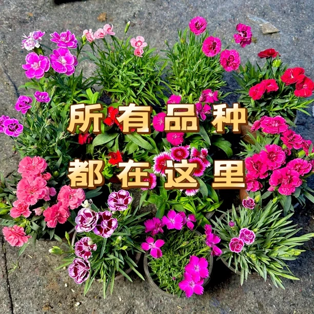 石竹多品种（6盆起包邮）四季常绿耐热耐寒多年生