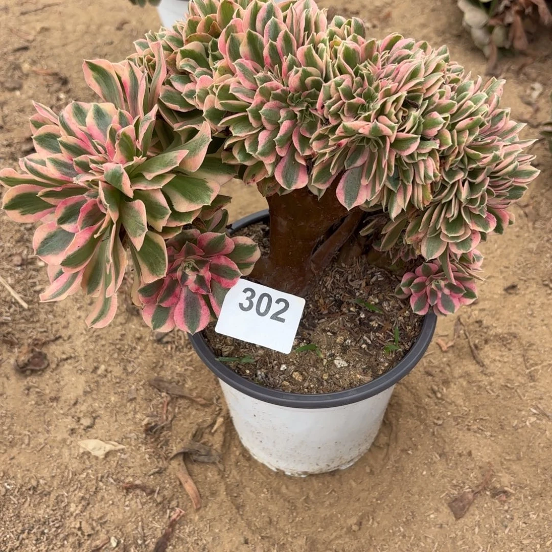 粉女巫缀断枝不包302