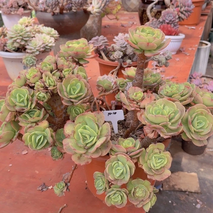 10-10碧桃多稍等多肉植物