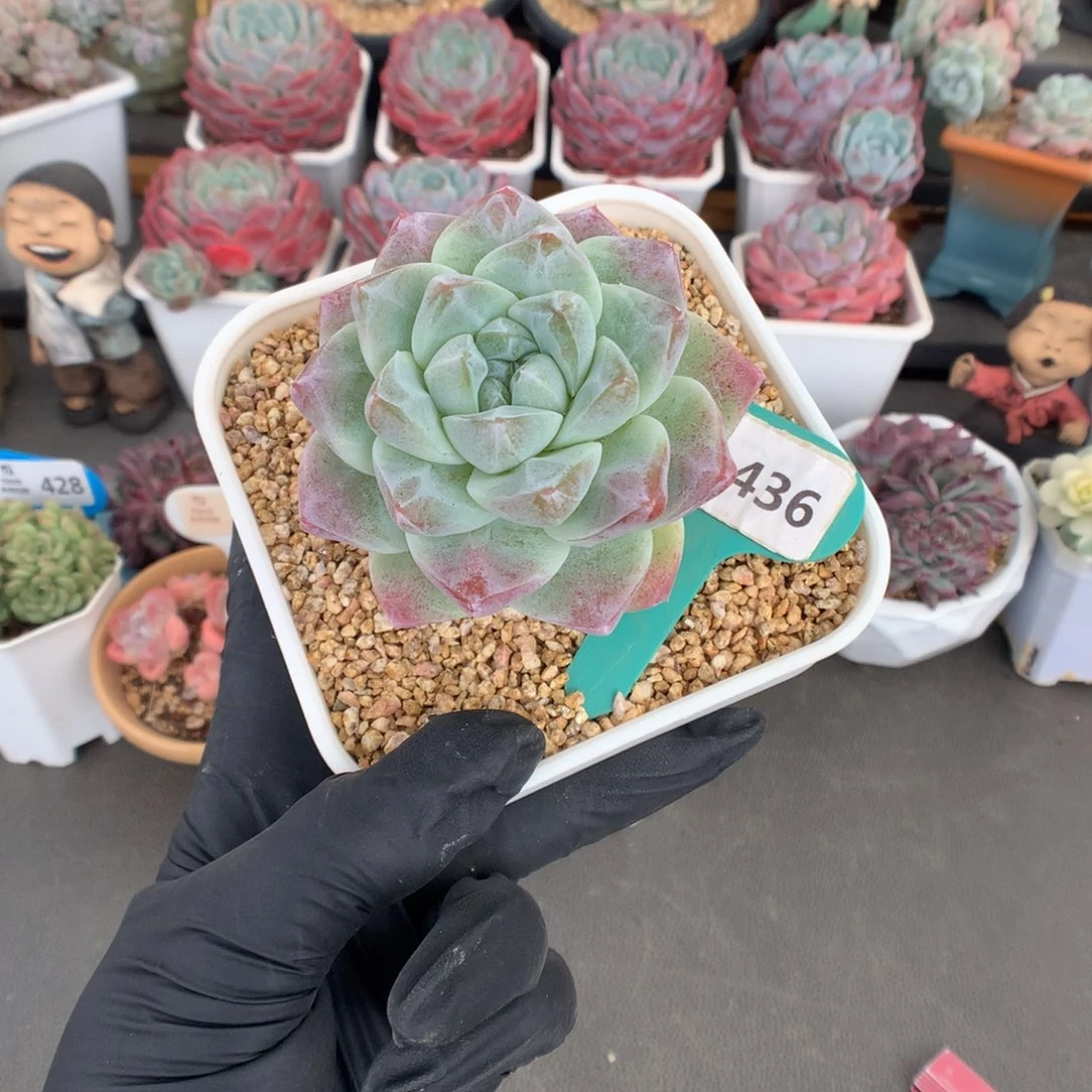 436 粗腿母本渐变体冰玉石化