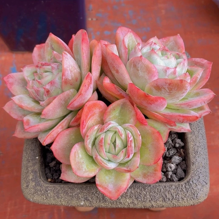 多肉贝壳一物一拍-4