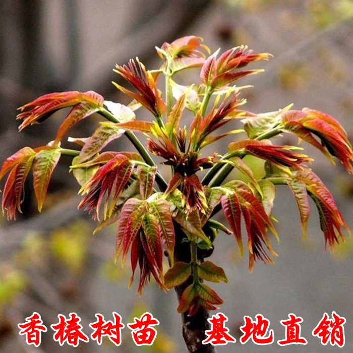 香椿树苗红油绿油香椿苗盆栽地栽苗矮化香椿南北方种植香椿芽树苗