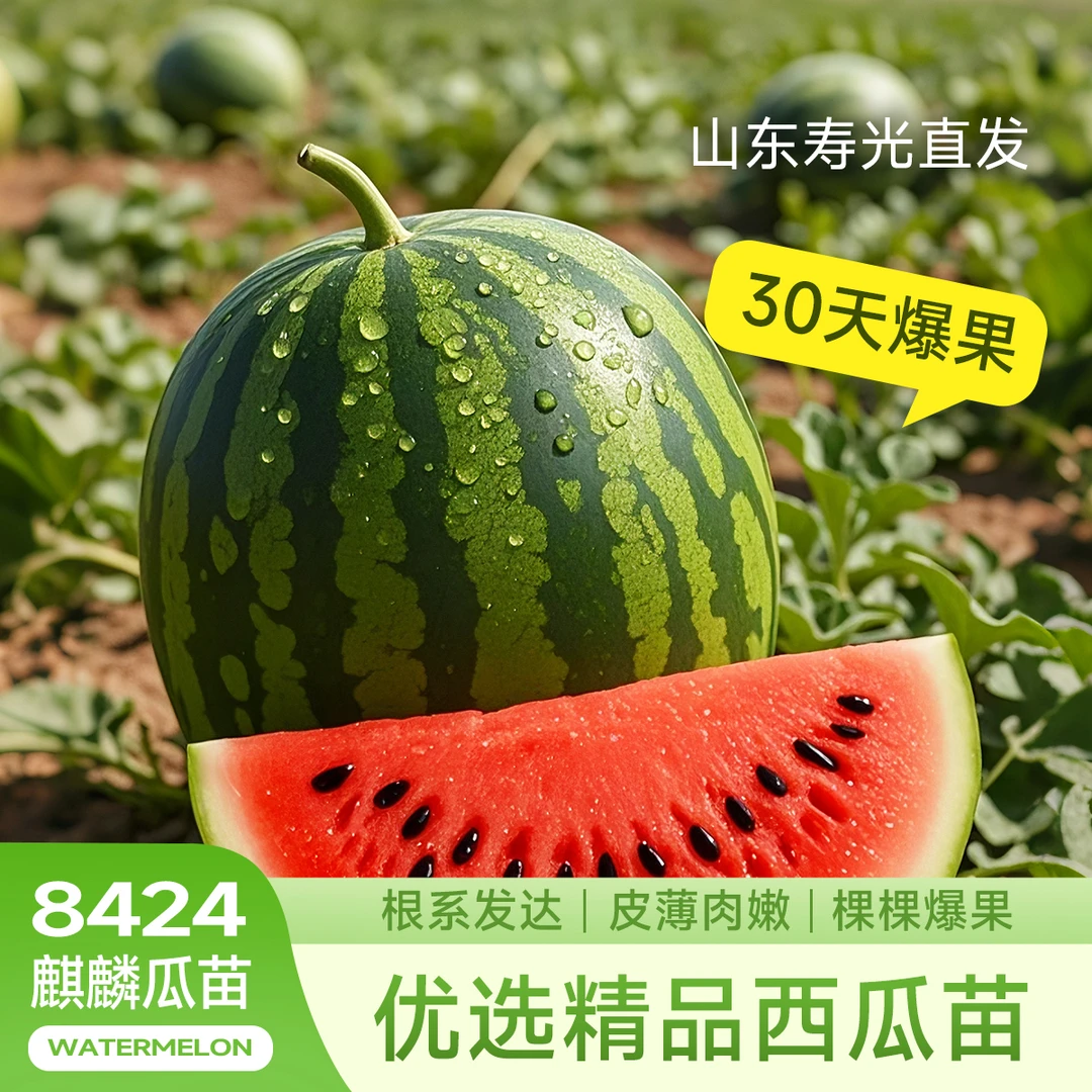 【爆甜多汁】冰糖麒麟瓜苗山东寿光基地直发阳台庭院地栽盆栽现挖发