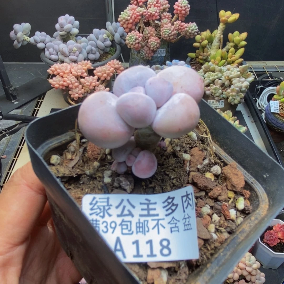 118橙奶多肉肉3c m