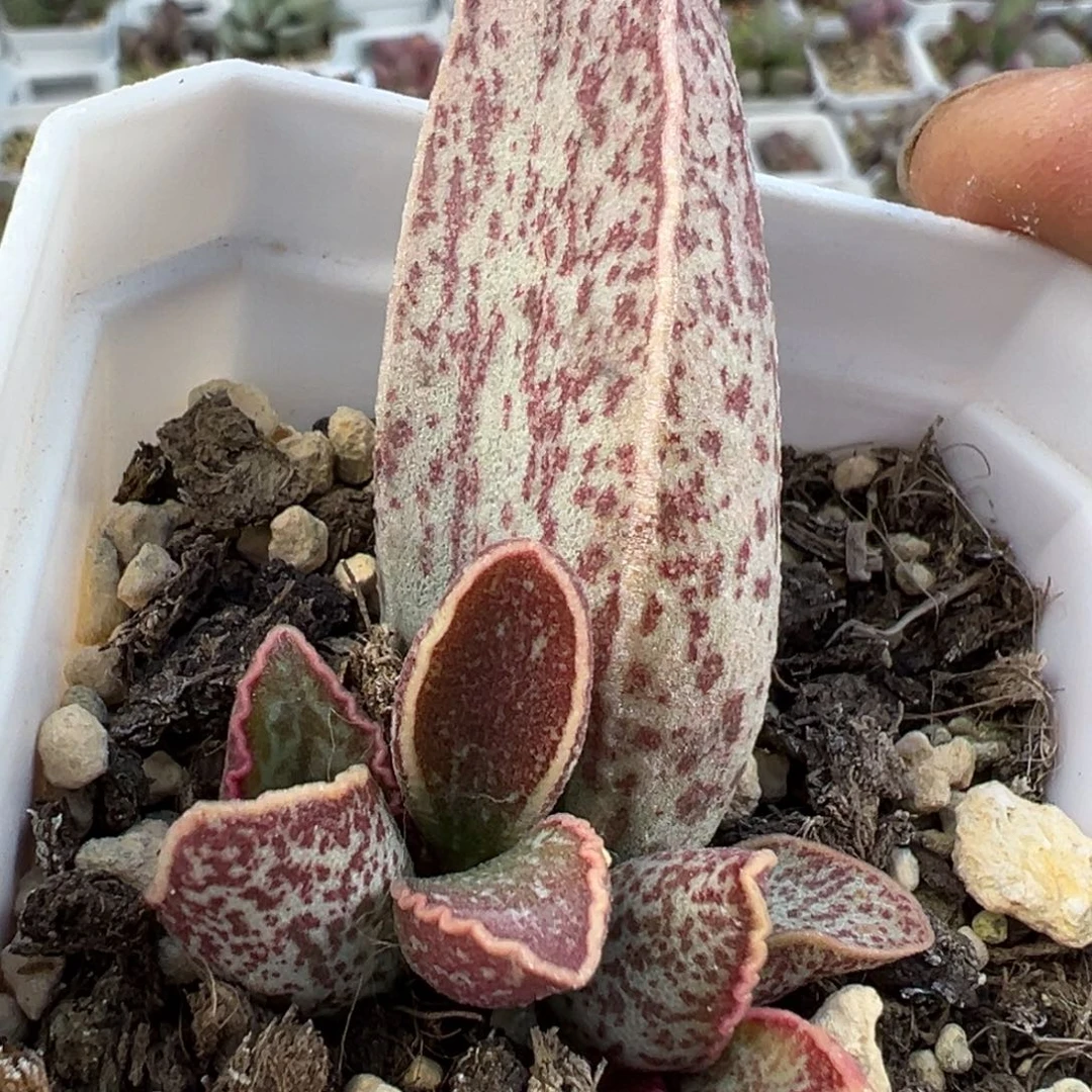 军舰水泡多肉植物