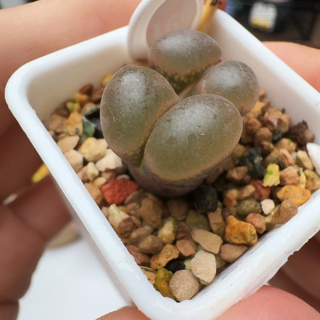 多肉植物福利风铃169