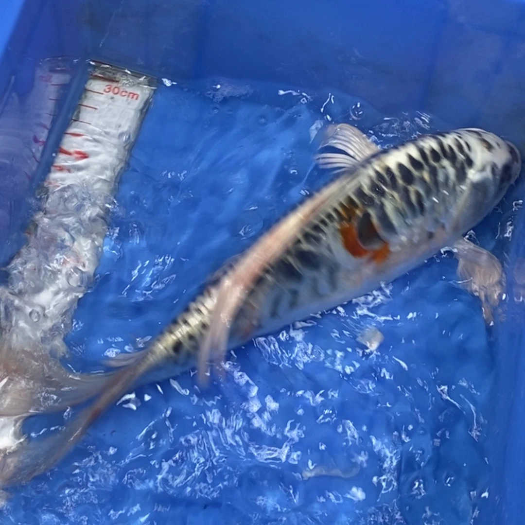 锦鲤冷水锦鲤包邮