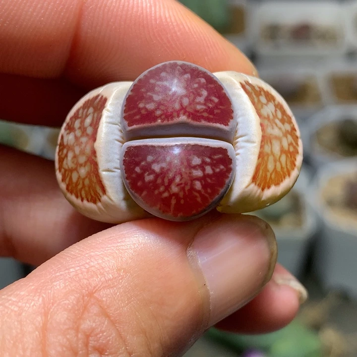 精品多肉植物精品多肉