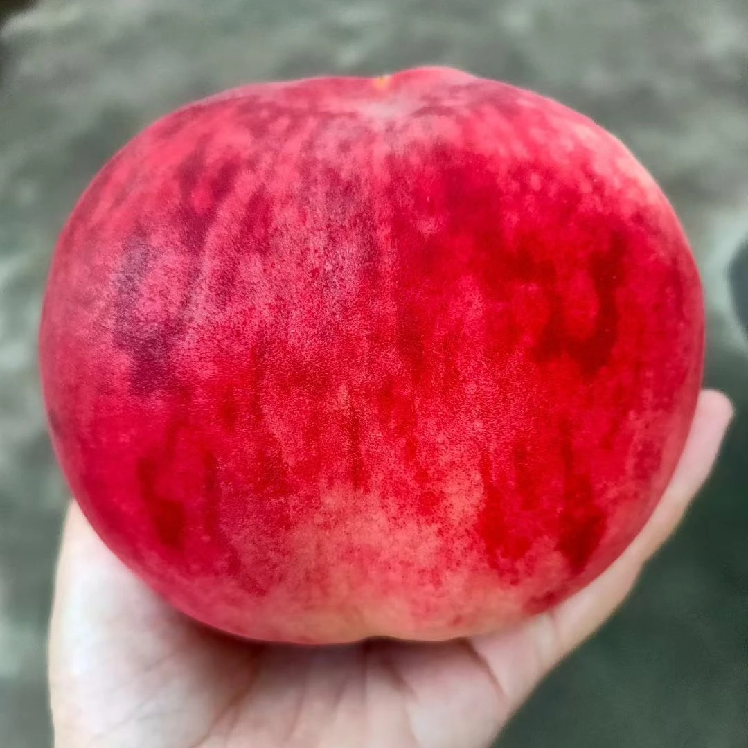 正宗北京平谷9号水蜜桃新鲜当季现摘软甜多汁水果